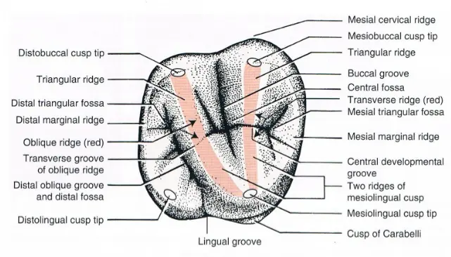 Access for Root Canal Treatment-1764840671613.webp529x302