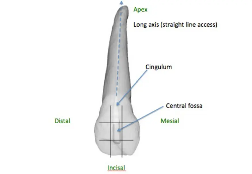 Access for Root Canal Treatment-1764841215293.webp434x301
