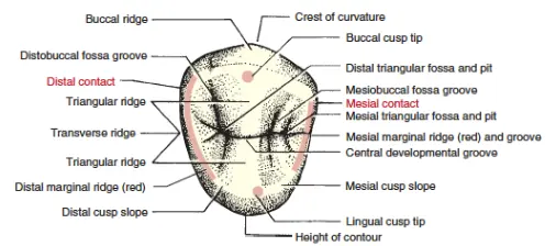 Access for Root Canal Treatment-1764841234105.webp