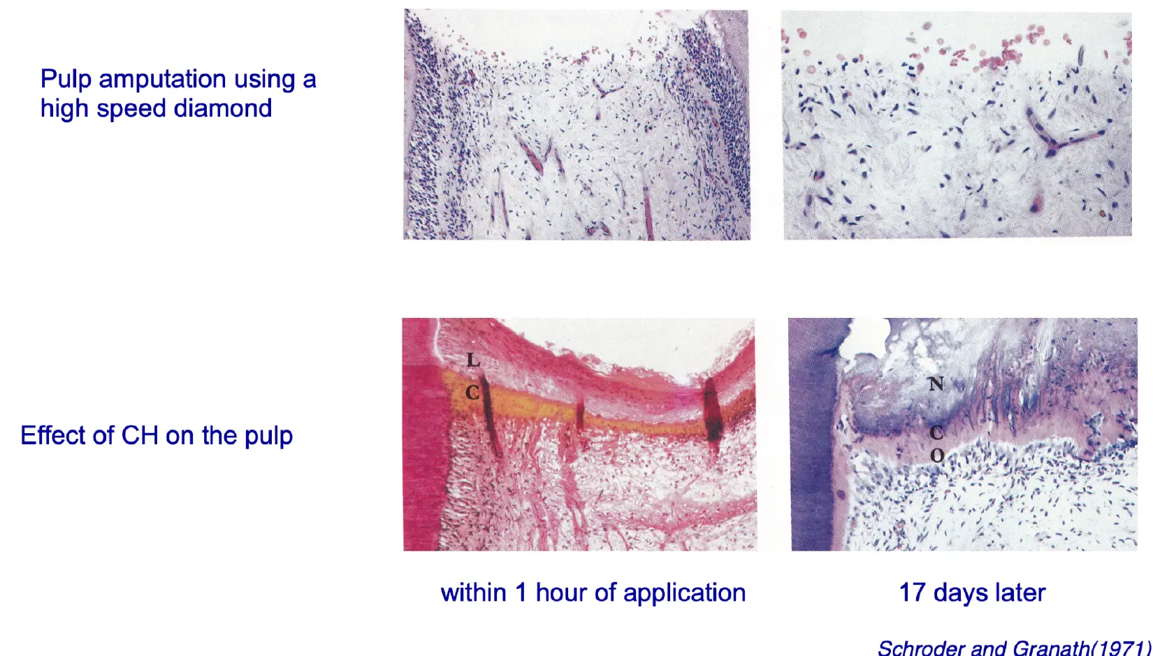 Dentoalveolar Trauma 1-1765349574393.webp
