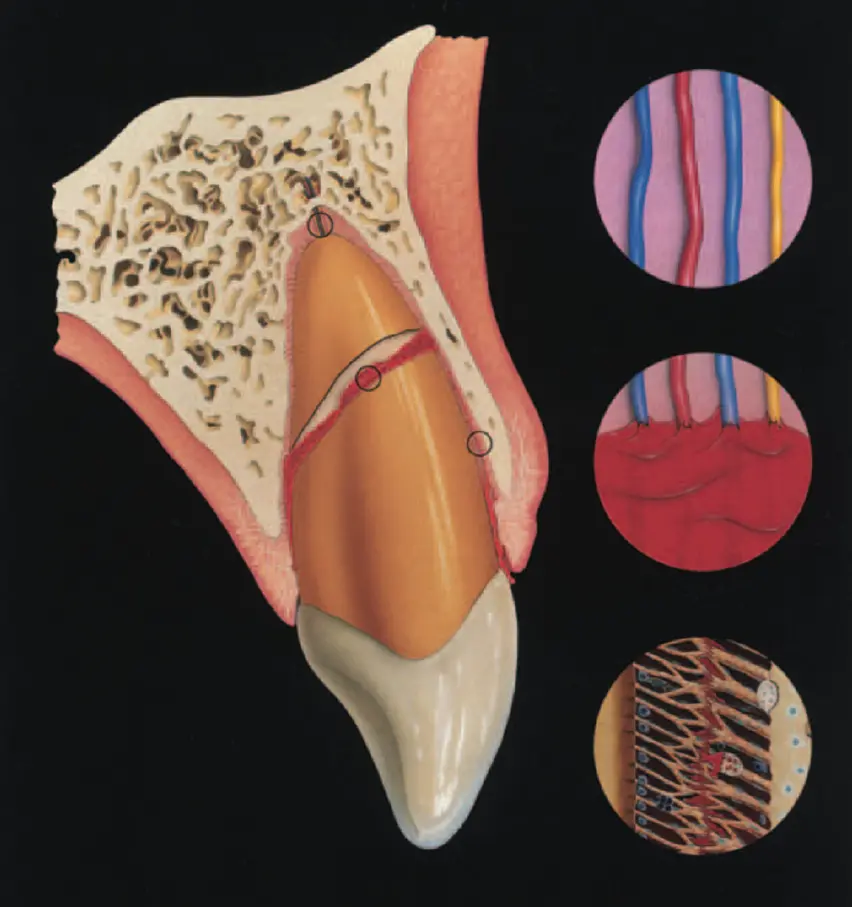 Dentoalveolar Trauma-1765350157807.webp547x582