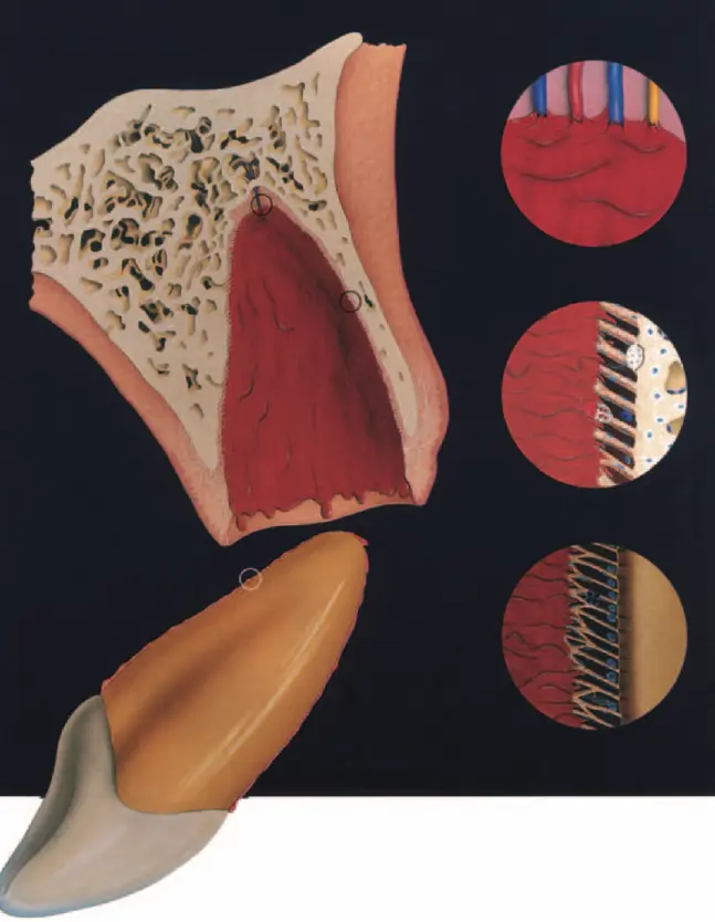 Dentoalveolar Trauma-1765351571523.webp
