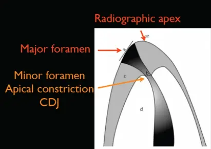 Endodontic Radiography and Working length determination-1764864711230.webp