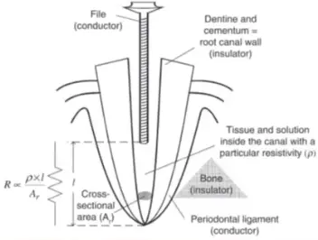 Endodontic Radiography and Working length determination-1764890075898.webp