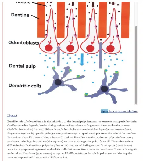 Vital Pulp Therapy-1765157574695.webp344x387