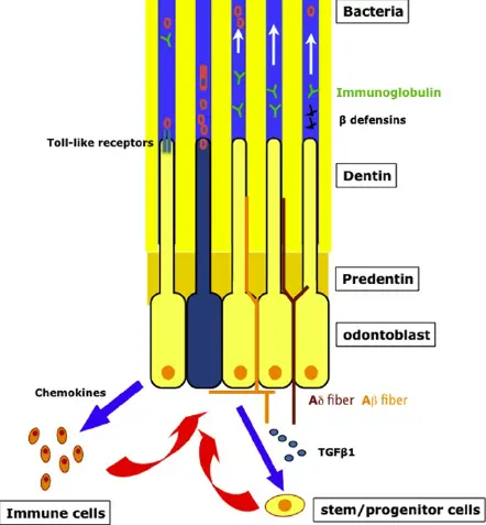 Vital Pulp Therapy-1765165097929.webp339x366